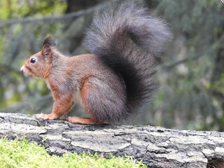 Casa per le vacanze Deurningen Ambiente 33