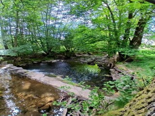 Chalet le thillot Environnement 33
