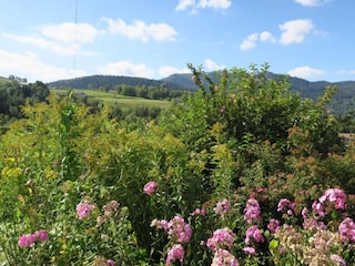 Chalet le thillot Environment 27