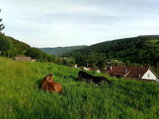 Chalet le thillot Omgeving 32