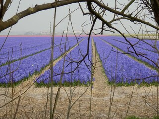 Casa per le vacanze Julianadorp Registrazione all'aperto 9