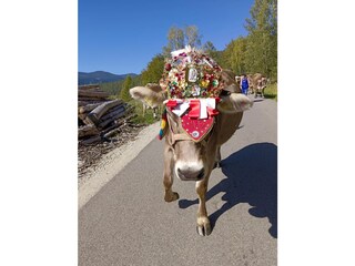 Appartamento per vacanze Rodeneck Ambiente 25