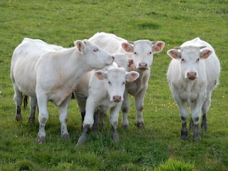 Ferienhaus Rémilly Umgebung 36