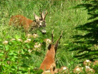 Chalet Zell am See Ambiente 20