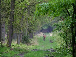 Vakantiehuis Uddel Omgeving 34