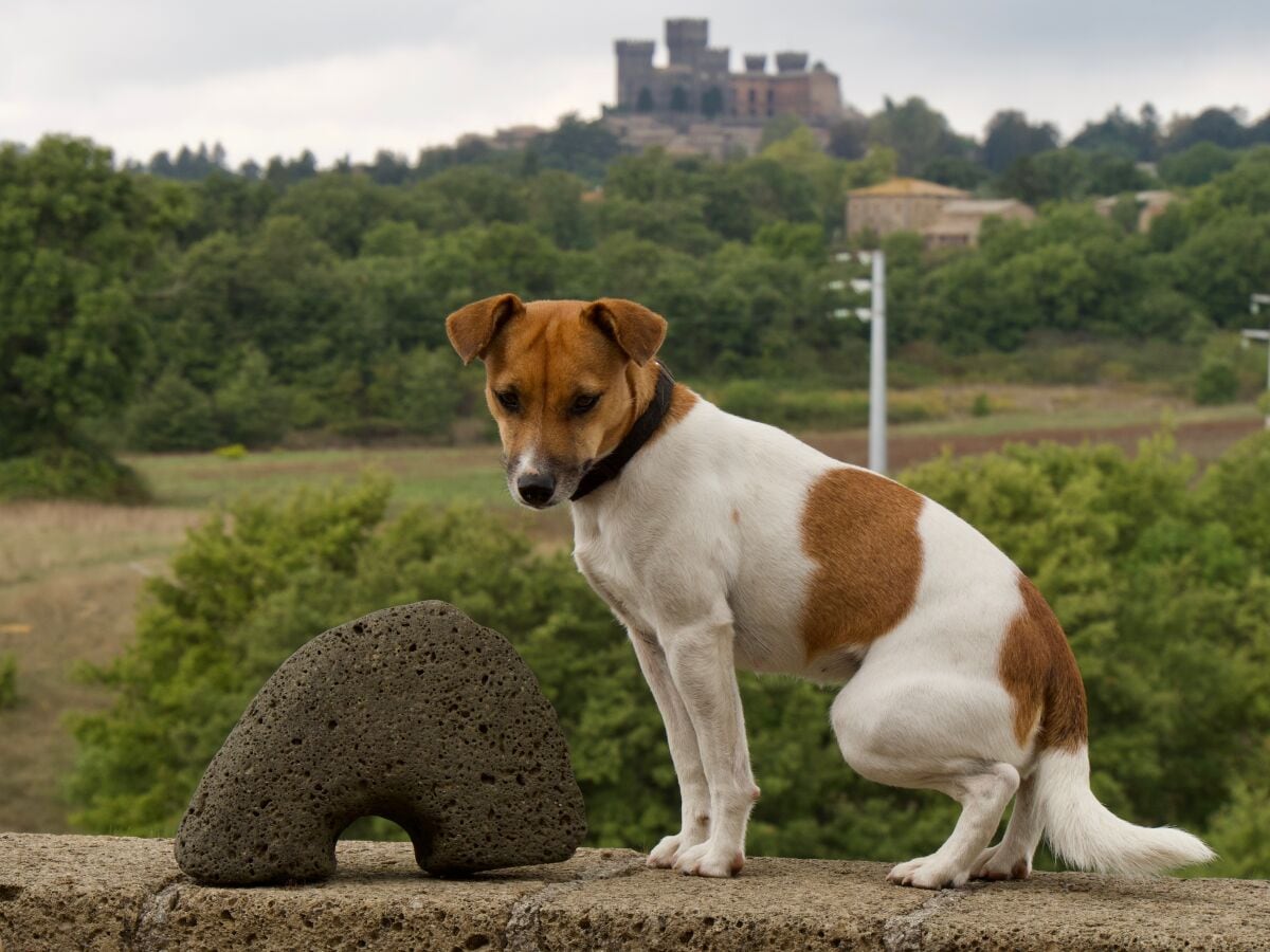 Unser Hund Sussy und das Schloss von Torre Alfina.