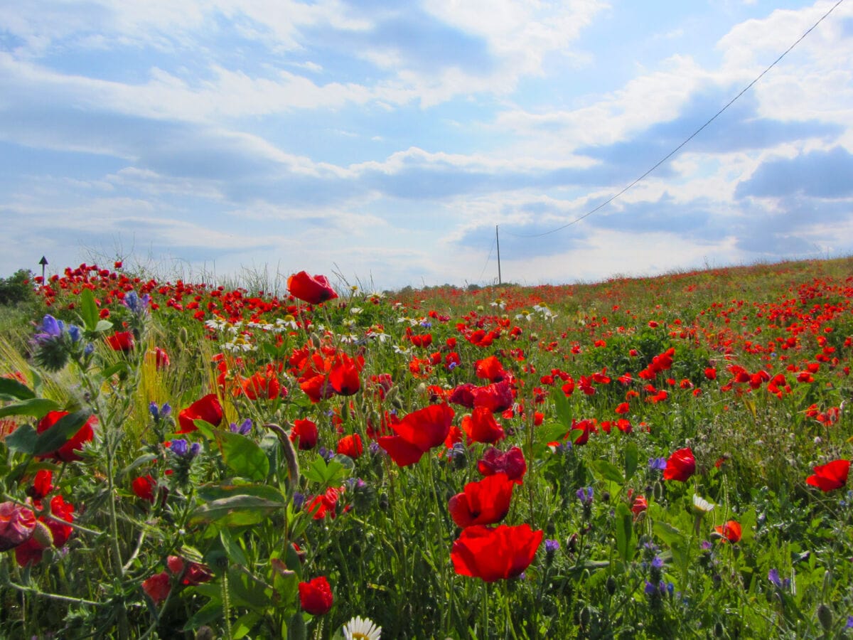 Wildblumenwiese