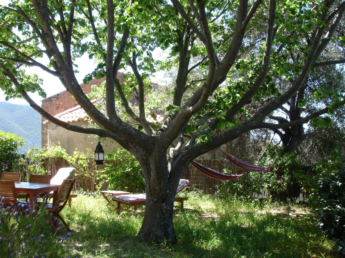 Garten mit Lindenbaum