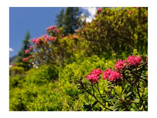 Appartamento per vacanze Oberstdorf Ambiente 40