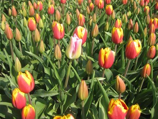 Tulpen im Frühjahr