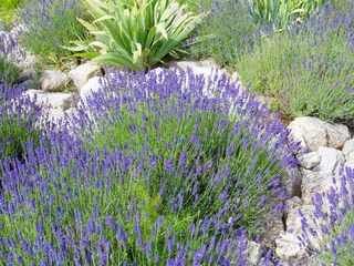 Villa Félines-Minervois  39