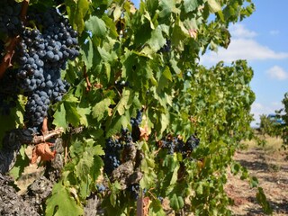 Villa Villedubert Omgeving 31