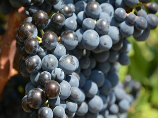 Villa Villedubert  38