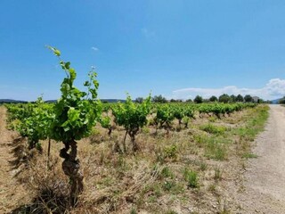 Villa Homps Environnement 23