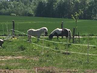 Horst und Laurelius grasen gern im Garten