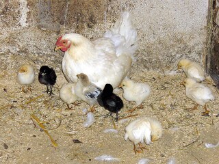 Appartamento per vacanze Eben im Pongau Ambiente 25