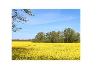 Rapsblüte rund um Blengow