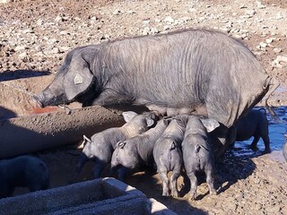 Tenuta Es Llombards Ambiente 37