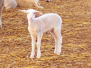 Tenuta Es Llombards Ambiente 38