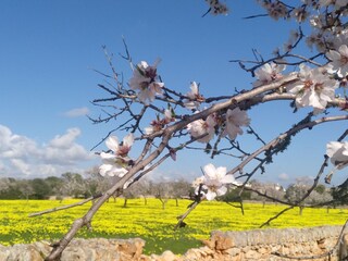 Tenuta Es Llombards Ambiente 34