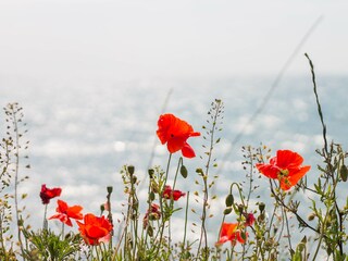 Ferienwohnung Wustrow Umgebung 20