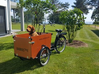 unser Hundefahrrad zum Ausleihen