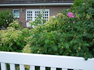 Vorderansicht 'Anemone'