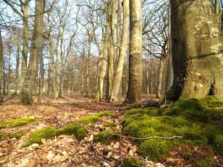 schöne Wälder