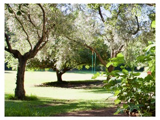 lots of space to play and  tree-swing