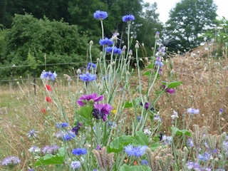 In der Natur mit vielen Blumen und Pflanzen