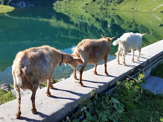 Ziegen am Traualpsee