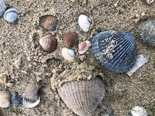 Appartamento per vacanze Cadzand-Bad Ambiente 14