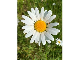 Appartamento per vacanze Cadzand-Bad Ambiente 23