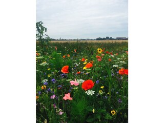 Appartamento per vacanze Cadzand-Bad Ambiente 19