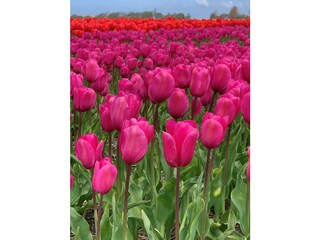 Appartamento Cadzand-Bad Ambiente 22