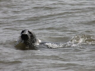 Appartamento per vacanze Nieuwvliet Ambiente 20