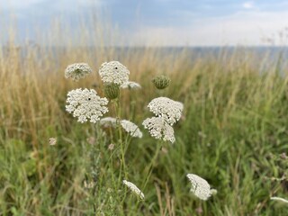 Holiday house Wangels & Weißenhäuser Strand Environment 39
