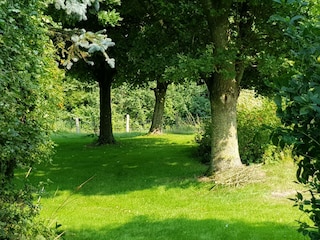 es gibt viele Bäume in der Wiese