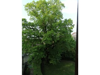 Appartamento per vacanze Robella Registrazione all'aperto 10