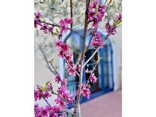 Villa Castagneto Carducci Buitenaudio-opname 19