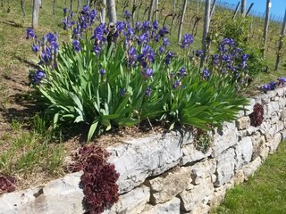 Reben mit Steinmauer u. Blumen