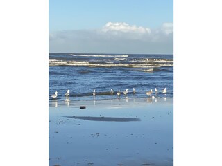 Ferienhaus Noordwijk Umgebung 25