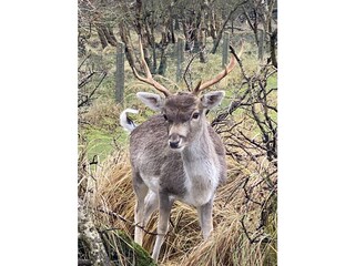 Holiday house Noordwijk Environment 26