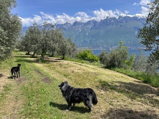 Vakantieappartement Tignale Buitenaudio-opname 2