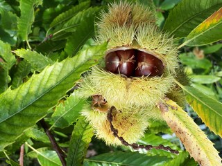 Esskastanie am Baum