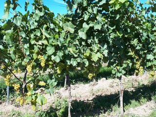 Weinberg kurz vor der Ernte