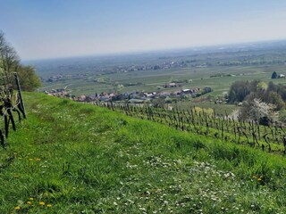 Blick in die Rheinebene