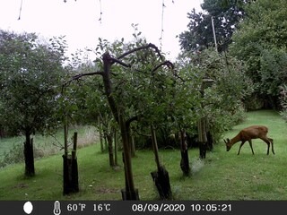 Holiday apartment Drochtersen / Krautsand Outdoor Recording 9