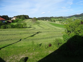 Blick vom Balkon auf frisch gemähte Wiese
