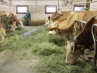 Vakantieappartement St. Martin in Thurn Buitenaudio-opname 8